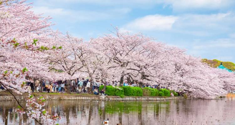 9 jours - Best of Japan Cherry Blossom Tour 2026 | Expérience Sakura en petit groupe - UME Travel Co. Ltd 1