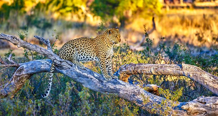 8 jours de safari sans paludisme au départ du Cap, départ quotidien - Agate Travel 5