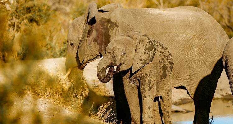 8 jours de safari sans paludisme au départ du Cap, départ quotidien - Agate Travel 3