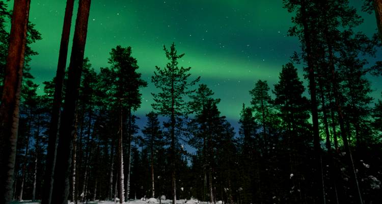 Aurora borealis seen through a forest of tall trees.