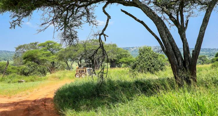 Safari-Fahrzeug auf einem Feldweg durch eine üppige Savannenlandschaft.