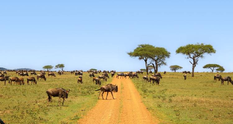 Grasland mit einer Herde Gnus, die einen unbefestigten Weg überquert.
