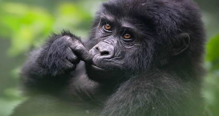 Gros plan d'un gorille des montagnes pensif entouré d'un feuillage vert délicat.