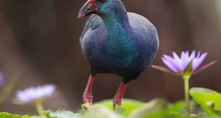 Talève africaine colorée se tenant parmi les nénuphars avec un arrière-plan flou.