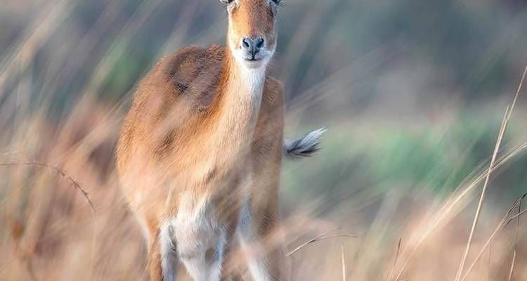 Antilope alerte se tenant dans les hautes herbes dorées avec un arrière-plan bokeh doux.