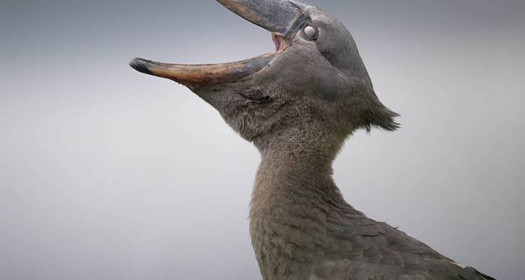 Profil latéral d'un bec-en-sabot appelant sur un fond de ciel atténué.