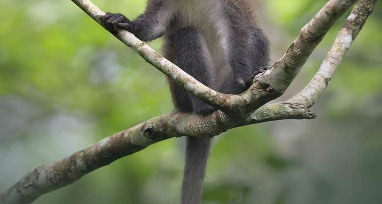 Singe bleu perché sur une branche élancée au milieu d'une forêt luxuriante et verdoyante.