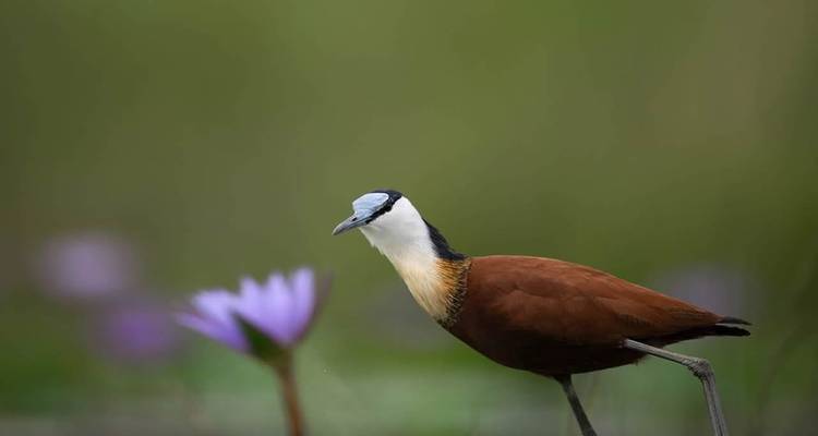 Un oiseau jacana africain marchant devant une fleur de lotus mauve sur un fond vert doux.