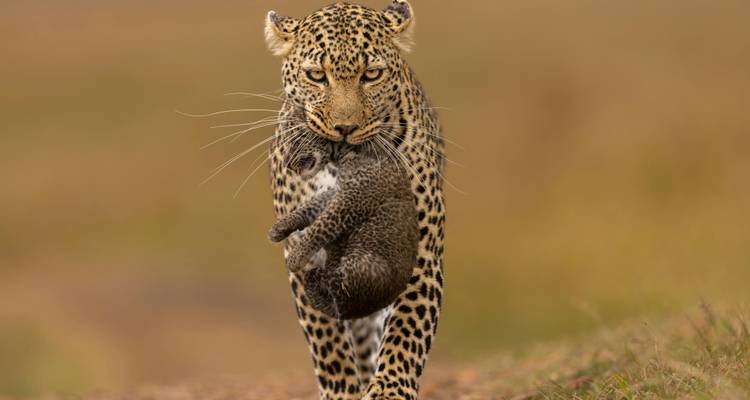 JOIN-IN SAFARI DISCOVER KENYA 5NIGHTS/6DAYS - Nature Expeditions Africa Ltd 2