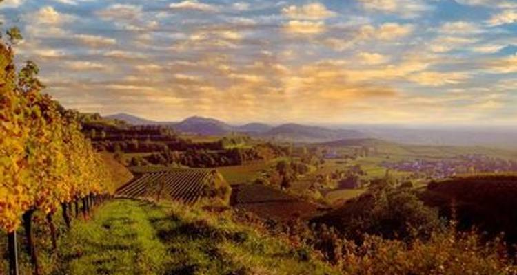 Splendeur d'automne sur le Rhin : Croisière et randonnées en Rhénanie (croisière de port à port) - CroisiEurope River Cruises 5