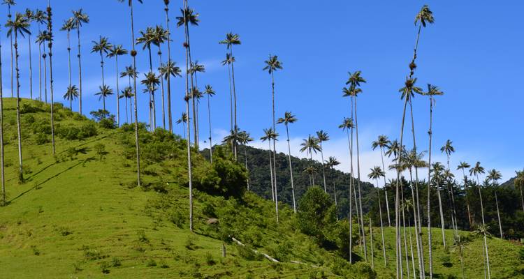 Tall palm trees on a green hillside with blue skies.