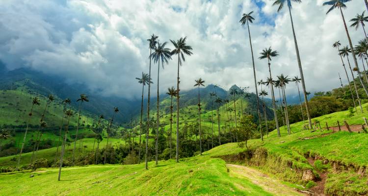 Panoramic view of a valley with palm trees and hills.