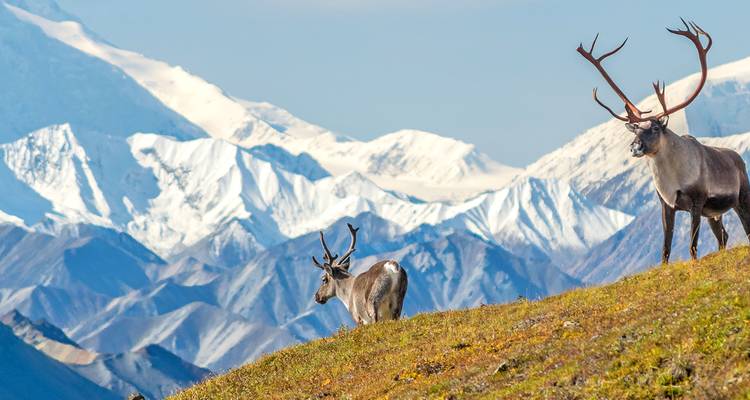 Magnifique exploration des Rocheuses et de l'Alaska 2026 - 28 jours - Scenic Luxury Cruises & Tours 5