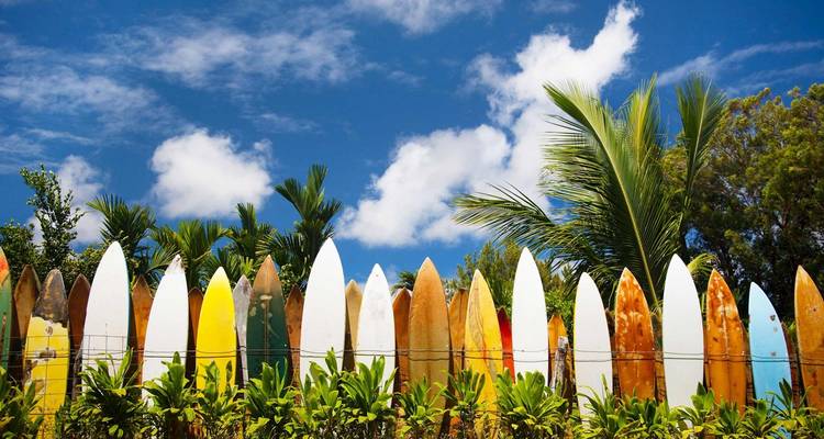 Colorful surfboards lined up against a backdrop of palm trees and blue sky.