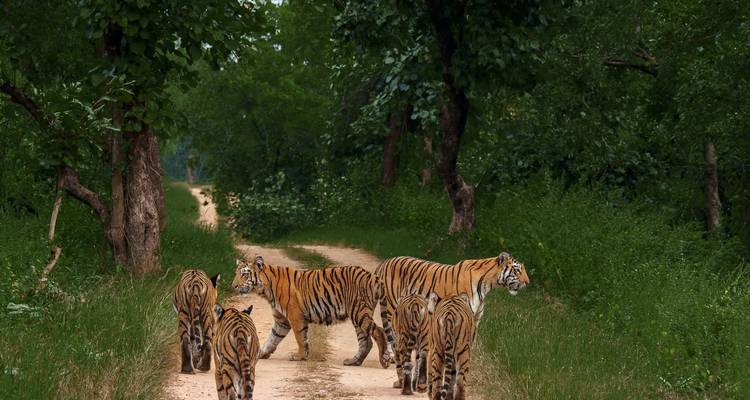 Un groupe de tigres marchant sur un sentier forestier dans un parc national.