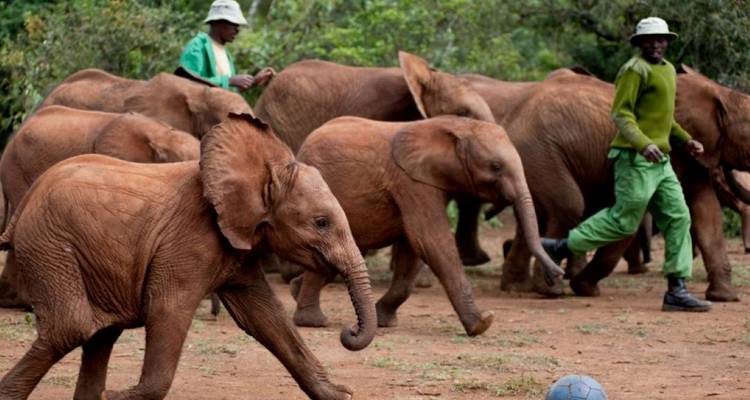 1-Day Nairobi City Tour: Elephant Orphanage & Nairobi National Park - African Breeze Safaris 5