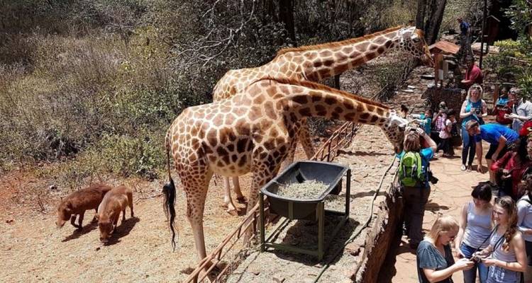 1-Day Nairobi City Tour: Elephant Orphanage & Nairobi National Park - African Breeze Safaris 1