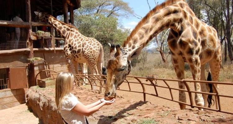 1-Day Nairobi City Tour: Elephant Orphanage & Nairobi National Park - African Breeze Safaris 2