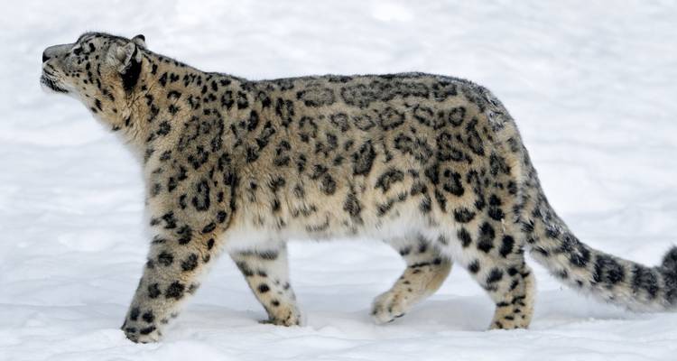 Léopards des neiges de l'Altaï : Expédition photographique en Mongolie - Yellowwood Adventures Ltd 1