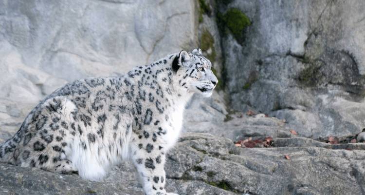 Léopards des neiges de l'Altaï : Expédition photographique en Mongolie - Yellowwood Adventures Ltd 4