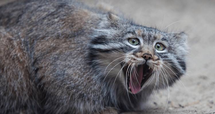 Gato de Pallas con los dientes al descubierto sobre una superficie rocosa.
