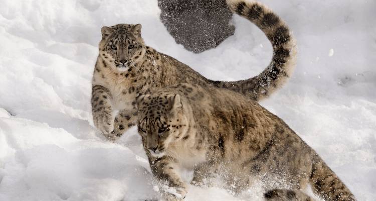 Dos leopardos de las nieves jugando en la nieve.