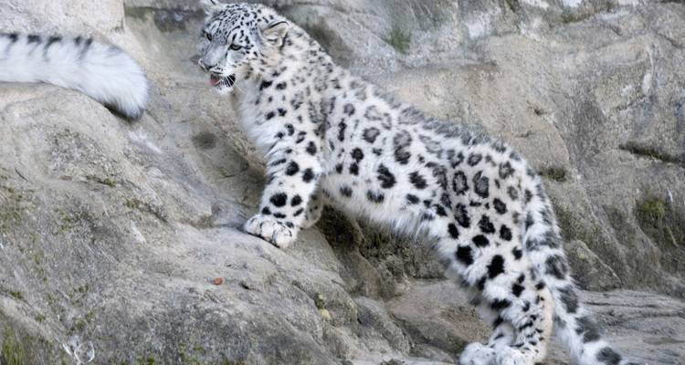 Leopardo de las nieves sobre una superficie rocosa.
