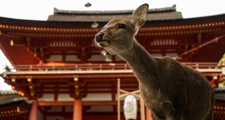 Best of Japan - Wendy Wu Tours 7
