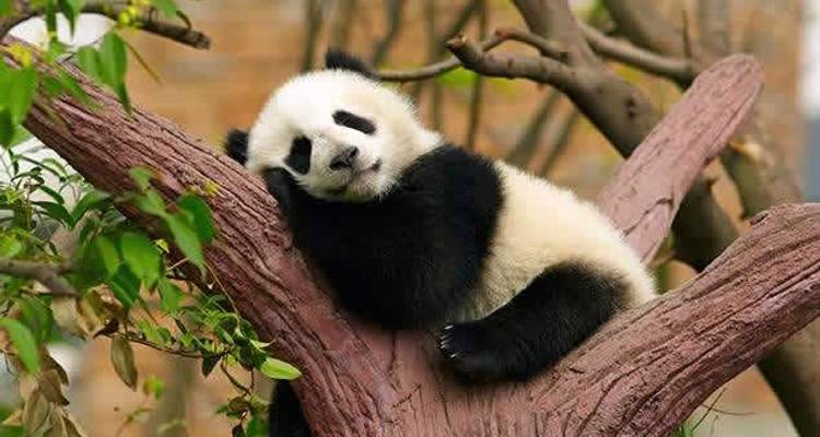 Le majestueux Yangtze - Wendy Wu Tours 8