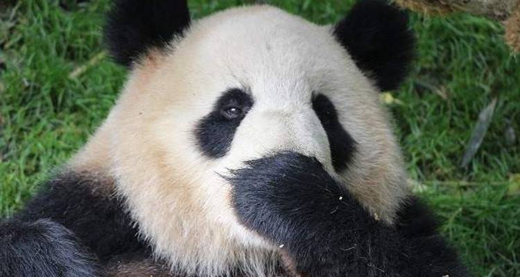À la poursuite des pandas - Wendy Wu Tours 5