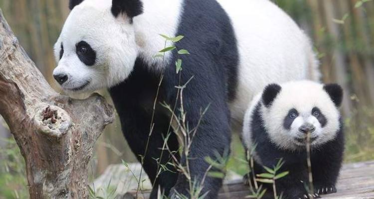 À la poursuite des pandas - Wendy Wu Tours 1