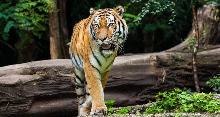 Les incontournables de l'Inde - Wendy Wu Tours 1