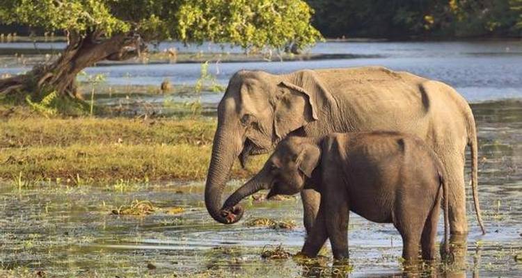 Les incontournables du Sri Lanka - Wendy Wu Tours 5