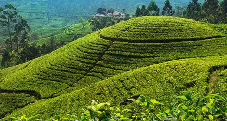 Les incontournables du Sri Lanka - Wendy Wu Tours 4
