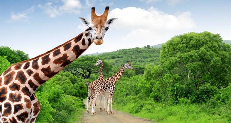 Kruger to Cape Explored - Wendy Wu Tours 7