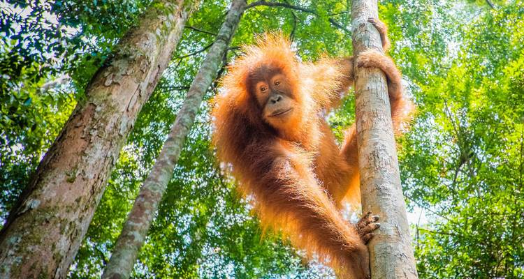 Best of Borneo - Wendy Wu Tours 5