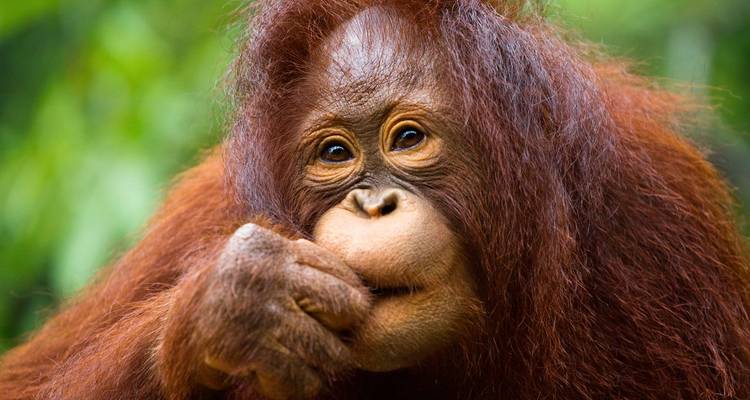 Lo mejor de Borneo - Wendy Wu Tours 2