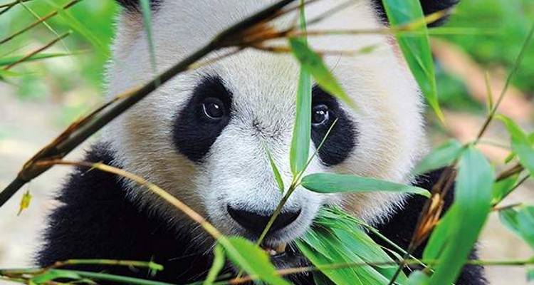 Tibetan Wonders 2025 - Wendy Wu Tours 10