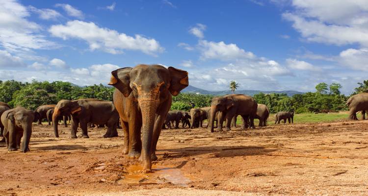 Noël au Sri Lanka - Wendy Wu Tours 5