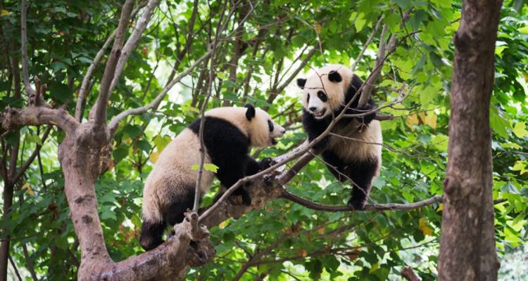 Secrets du sud-ouest de la Chine (Yunnan et Sichuan) - Wendy Wu Tours 7