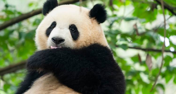 Trésors naturels de la Chine - Wendy Wu Tours 2