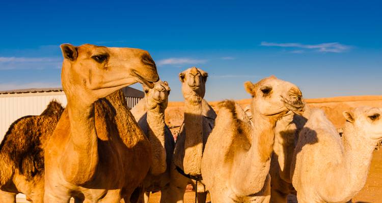 Secrets of Saudi Arabia - Wendy Wu Tours 6