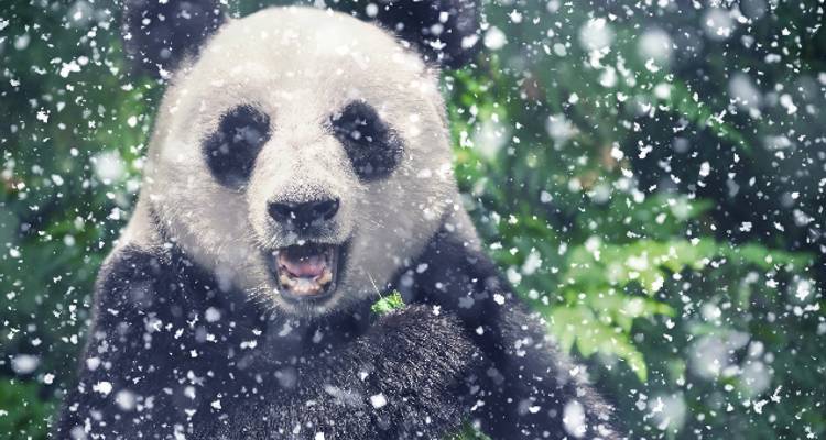 Chine : Le pays des merveilles de l'hiver - Wendy Wu Tours 9