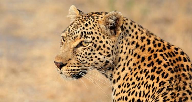 Noël en Afrique du Sud - Wendy Wu Tours 8