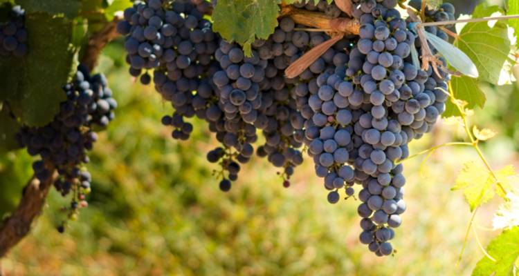 Wines & Wonders of South America - Wendy Wu Tours 8