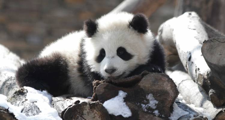 A young panda playing on logs in a snowy environment.