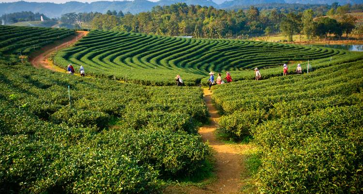 Trésors de Malaisie, Bornéo et Singapour - Wendy Wu Tours 8