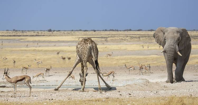 Jirafa, elefante y gacelas en un abrevadero en la sabana.