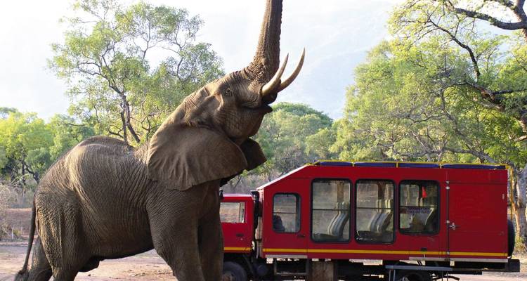 Elefante interactuando with un vehículo de safari rojo.

Here's the correct translation:

Elefante interactuando con un vehículo de safari rojo.