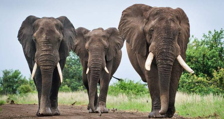Drei Elefanten, die auf einem Erdweg in einer natürlichen Umgebung gehen.